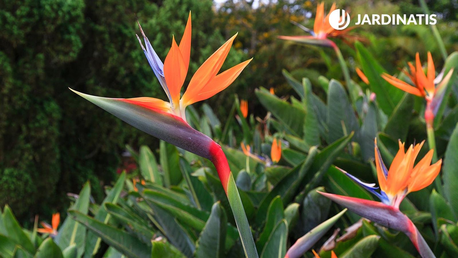 plantas ave paraiso strelitzia reginae