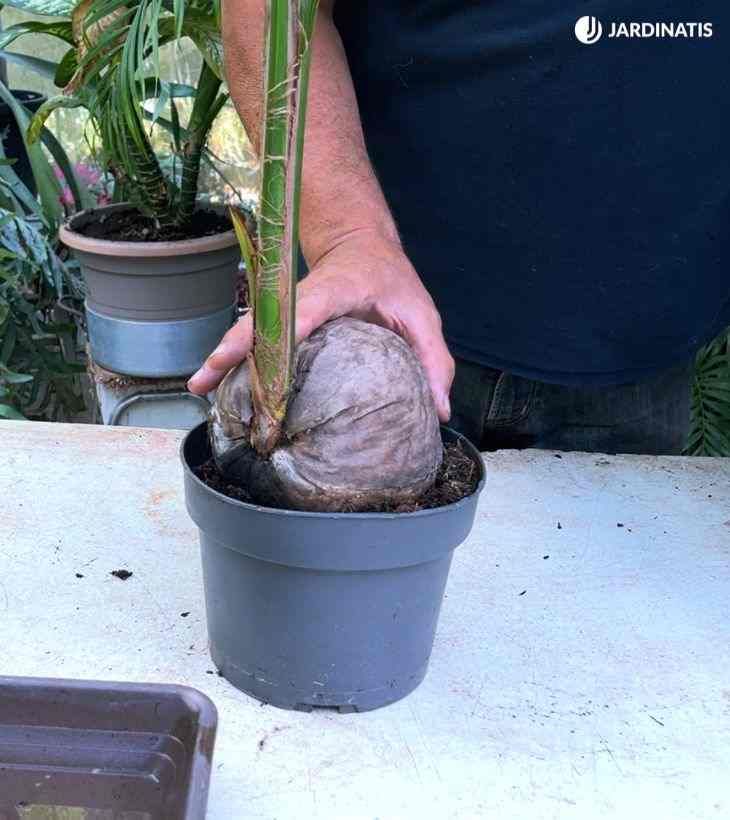 coco plantado jardinatis 48