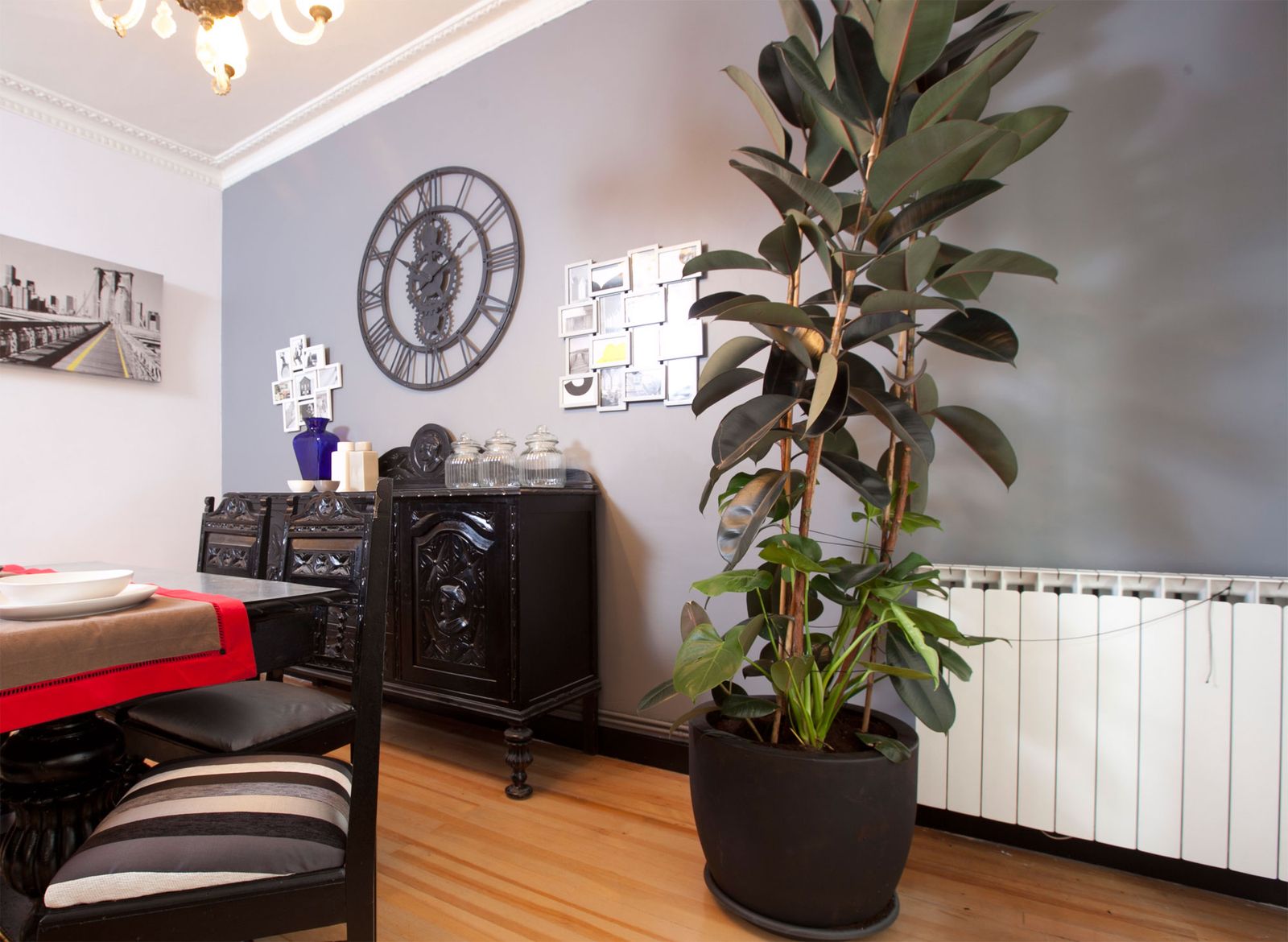 Elegir planta para salón amplio y alto