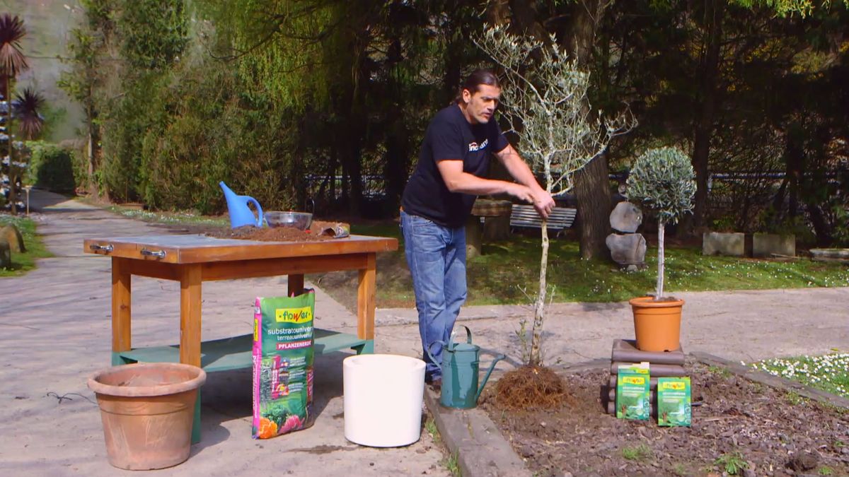 brico 0910 3 sanear olivo paso 3