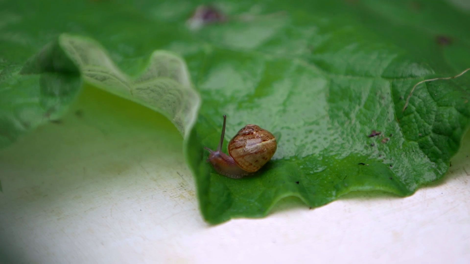 bBrico 953 3 cinta cobre plaga caracoles hostas caracoles pequenos