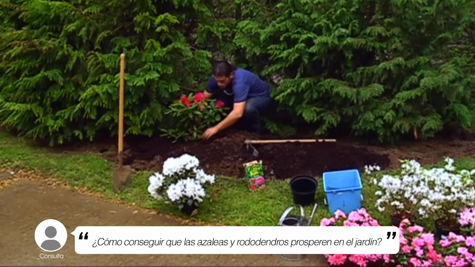como conseguir azaleas rododendros prospere en el jardin brico 699 jardin