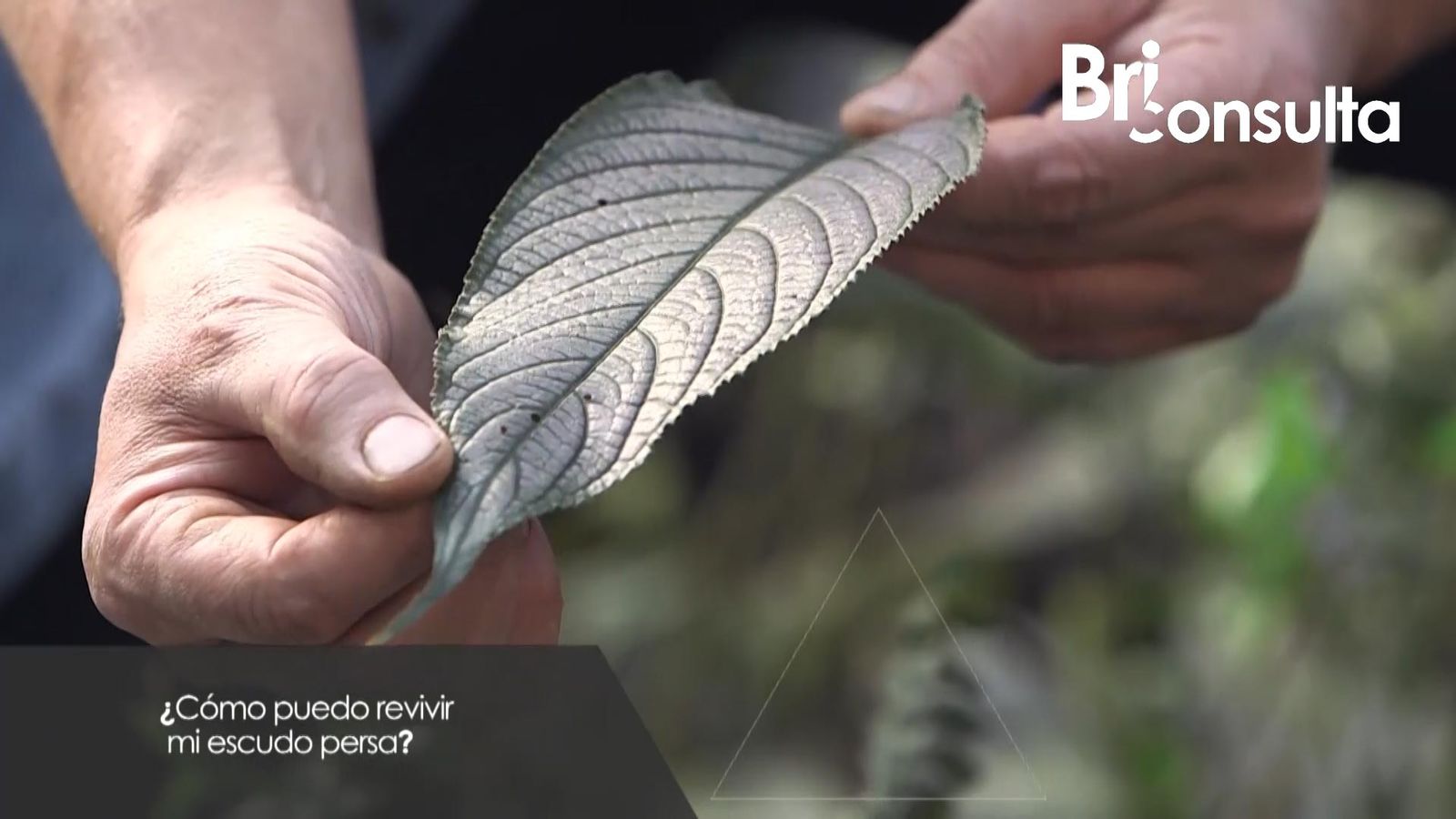 981 jardineria briconsulta revivir escudo persa