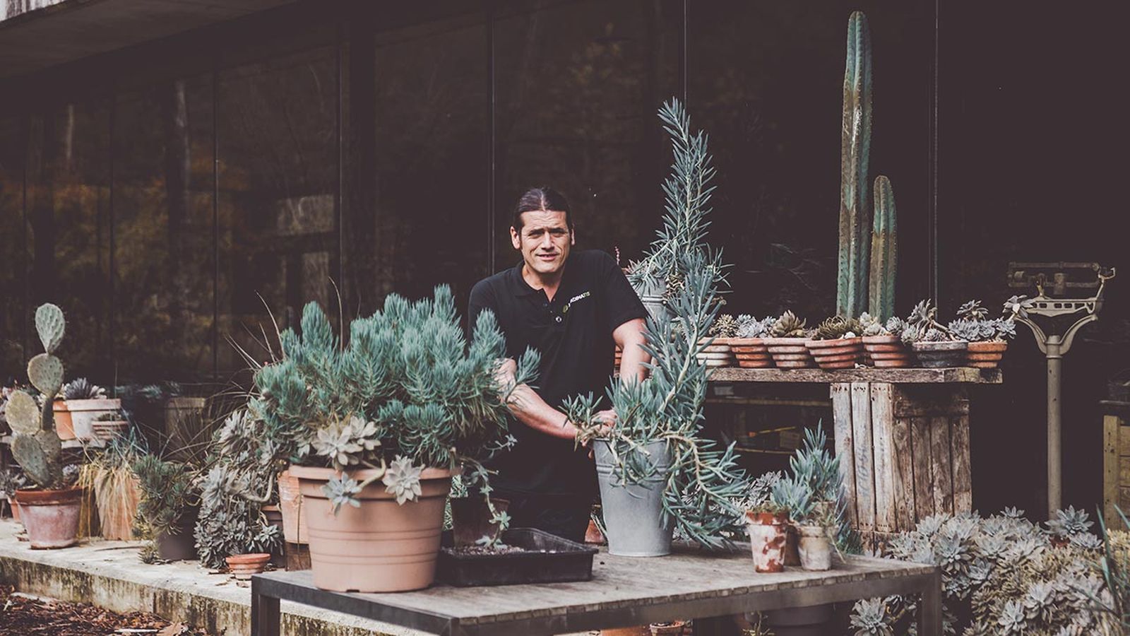 brico 1013 jardin esquejar senecio azul xl