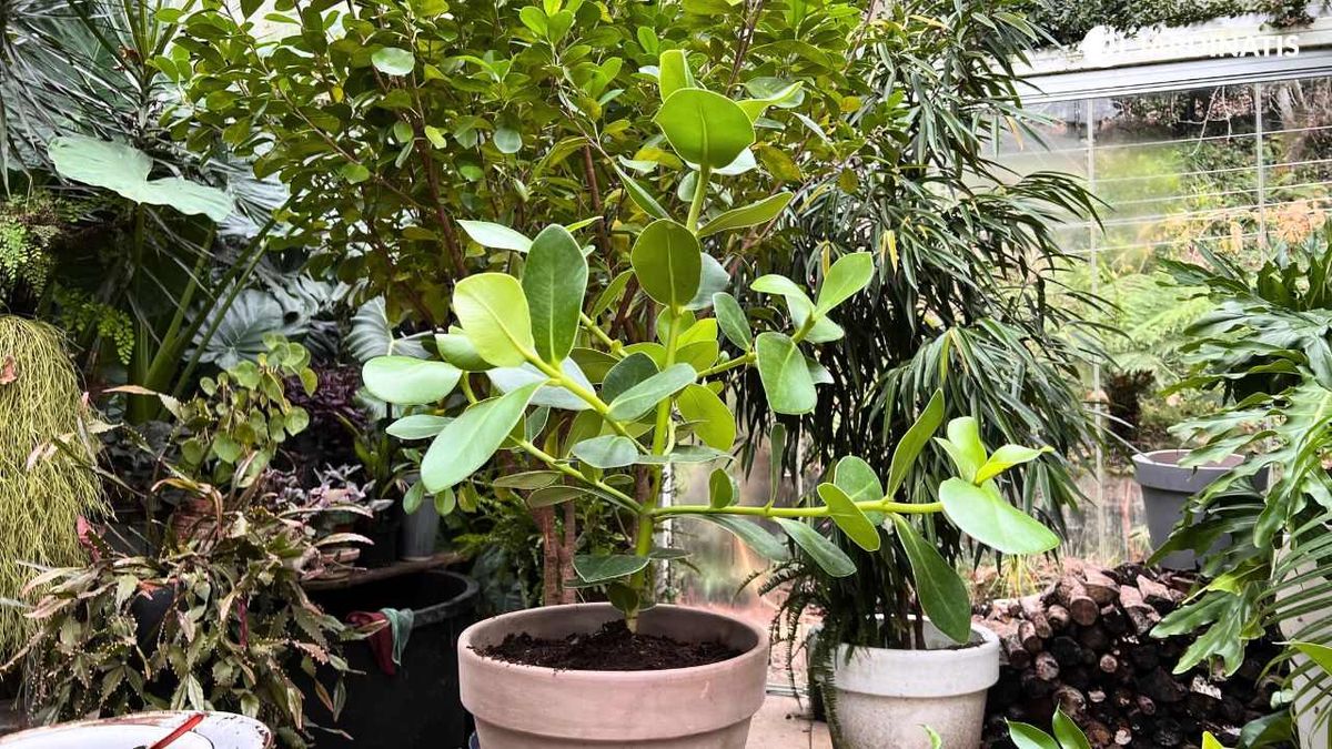 Clusia rosea en maceta