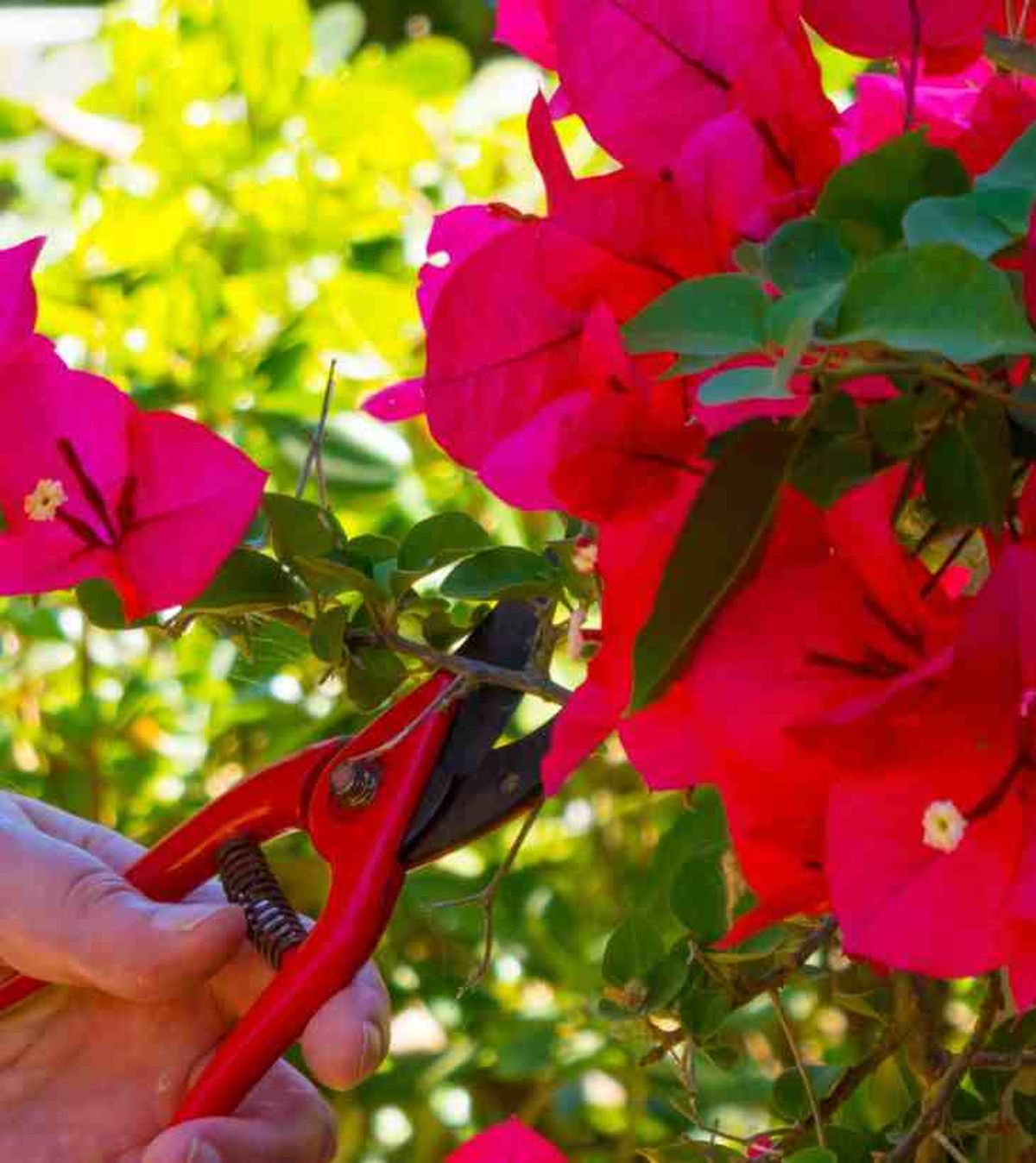 como podar la buganvilla paso a paso