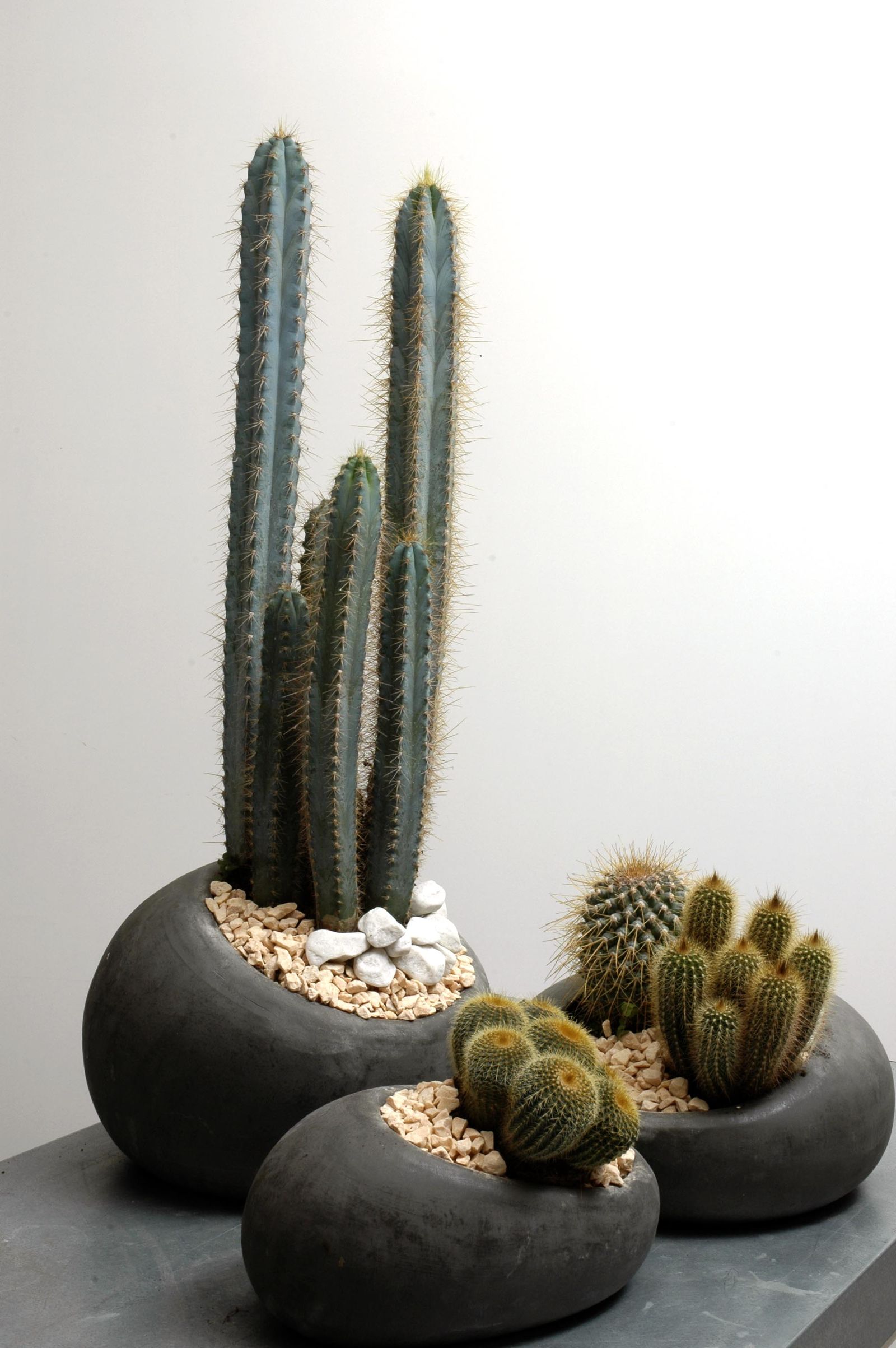 deco 0183 jardineria plantacion cactus contenedor xl