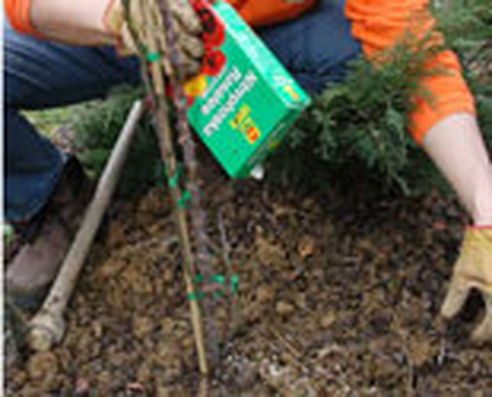 327 plant ros arb p02