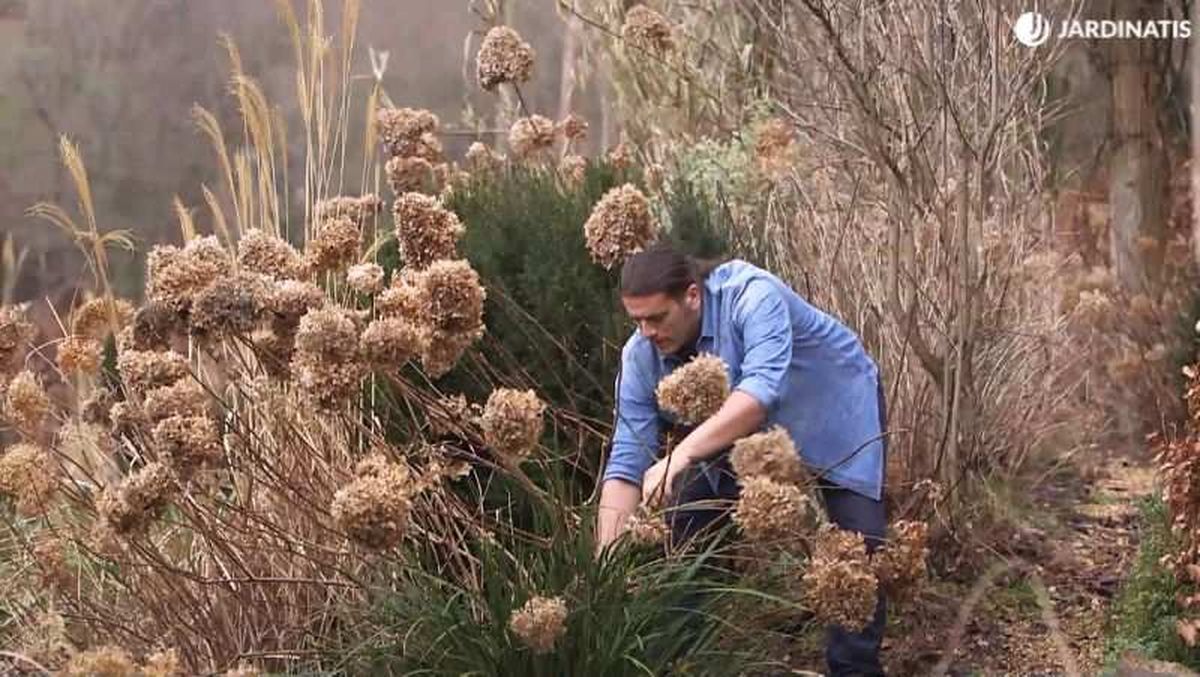 Podar hortensias de sol