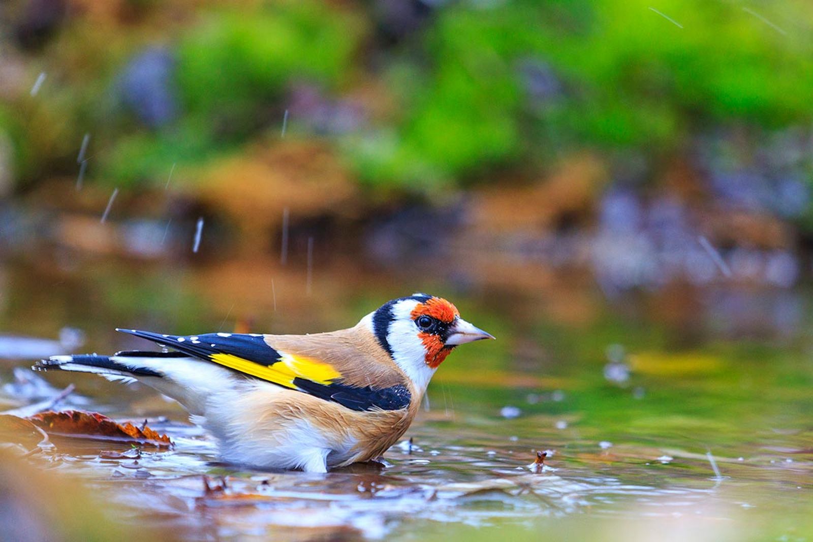 aves pajaro jilguero2