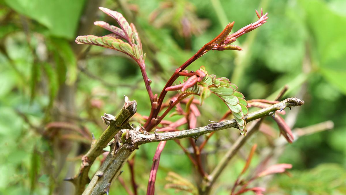 es el shikakai la solución que tu melena necesita 1