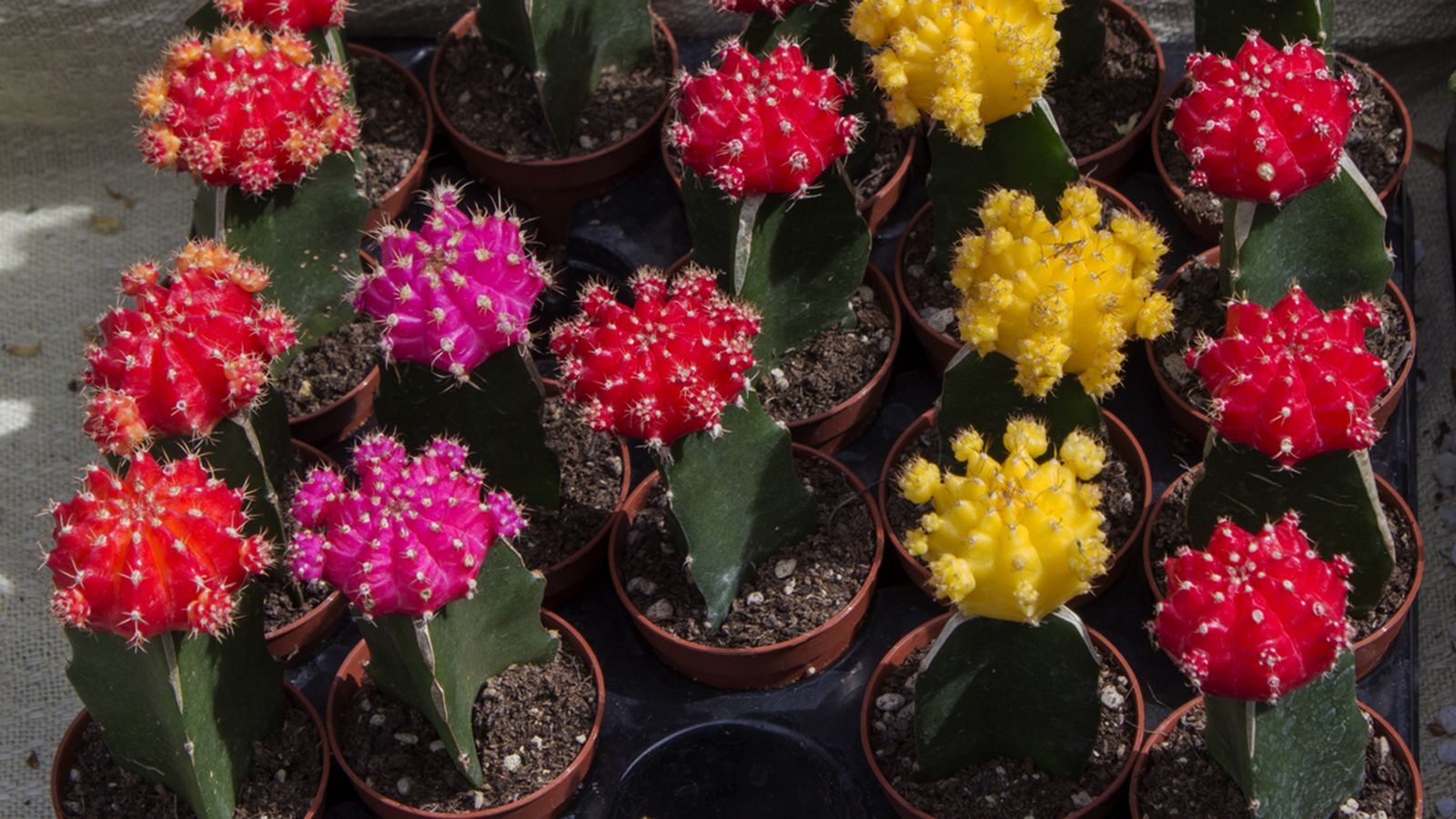 cactus injertado Gymnocalycium mihanovichii