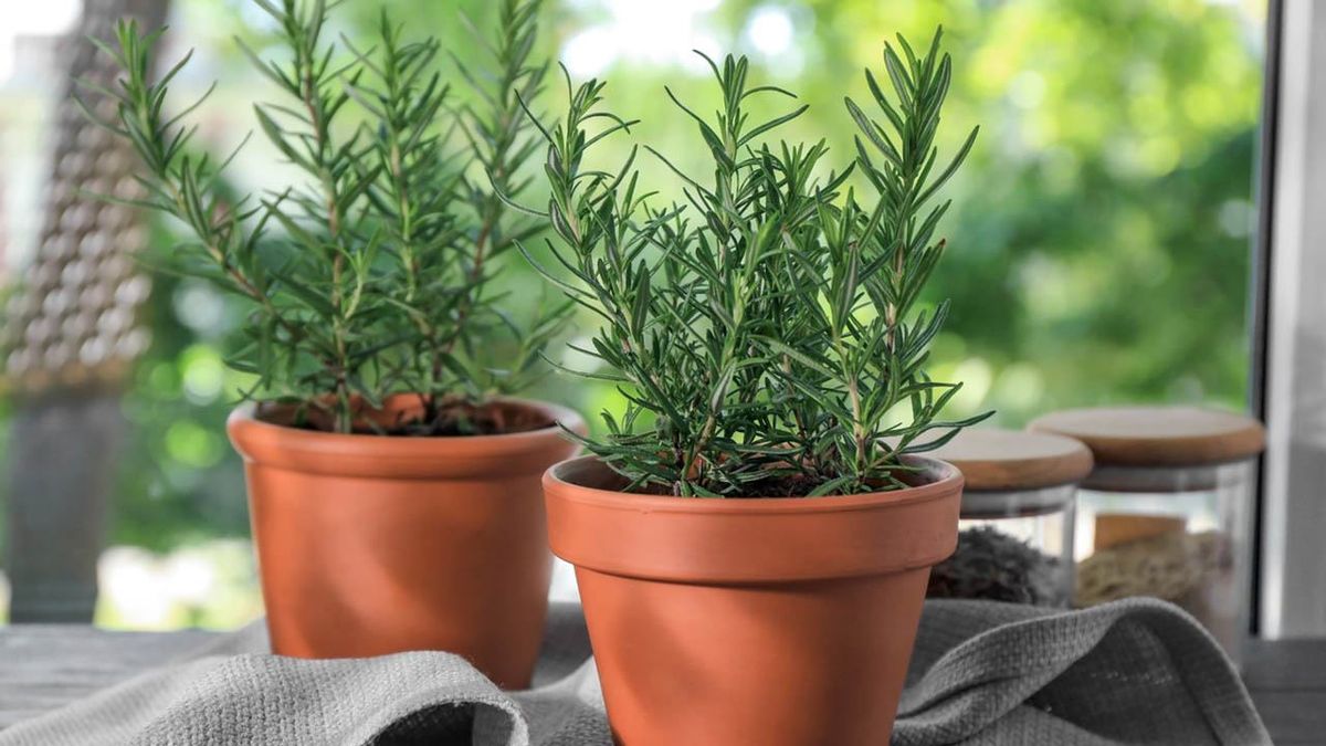 Si se seca tu romero, puede que no estés teniendo en cuenta unos aspectos.