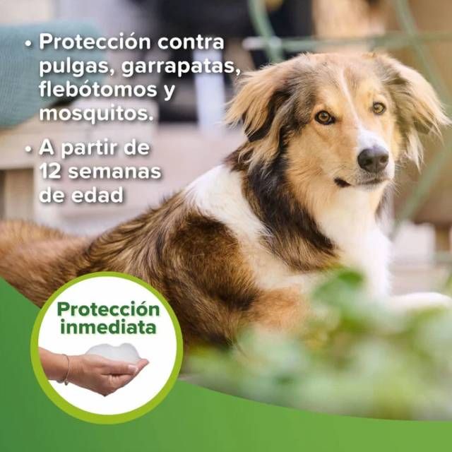 champu repelente insectos perros Beaphar