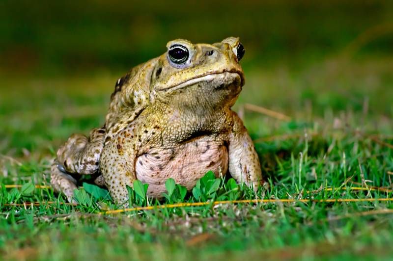 Nuestras mascotas pueden intoxicarse si interaccionan con un sapo, algo que no es usual.