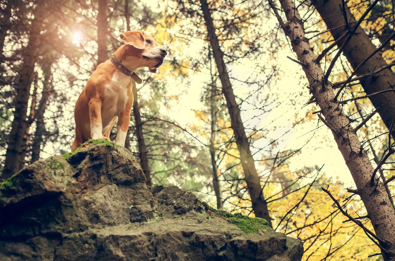 perro solo