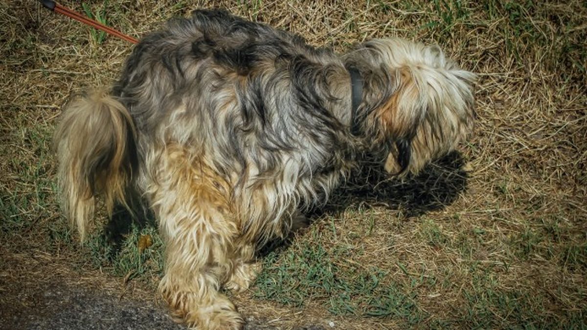 como cortar diarrea perros remedios caseros 2
