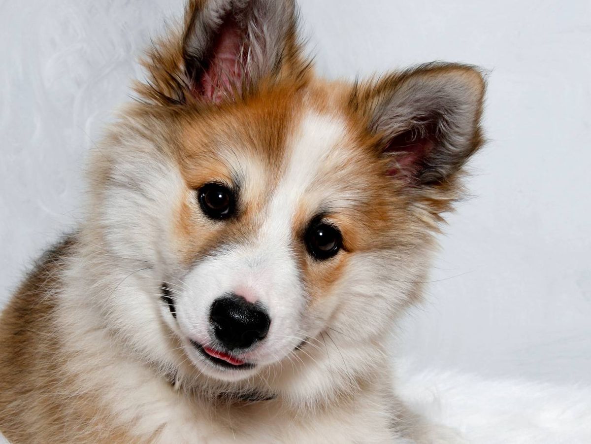 Cuenta con seis dedos en cada pata y la flexibilidad de sus articulaciones es extrema.