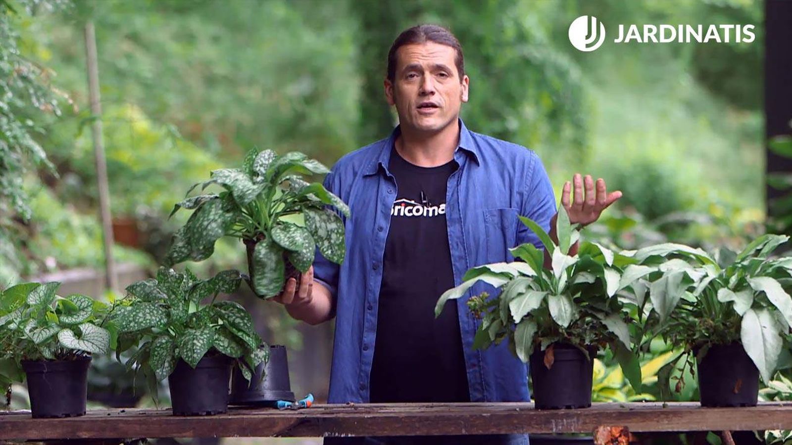 brico 0959 brumera pulmonaria xl