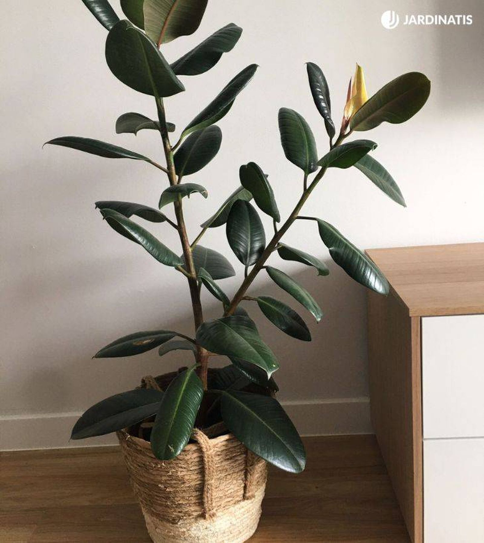 Ficus robusta en el salón de una casa