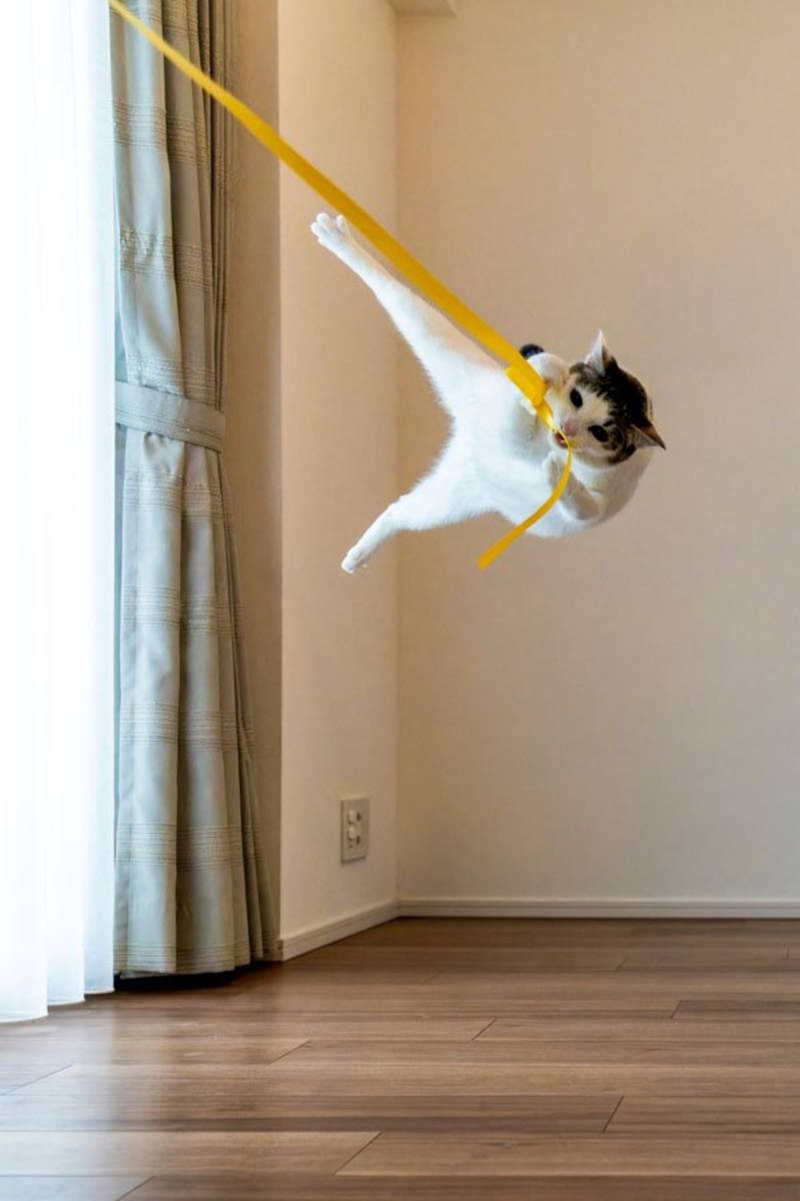 Tarzan / Fuente: Kazutoshi Ono- The Comedy Pet Photography Awards 2024