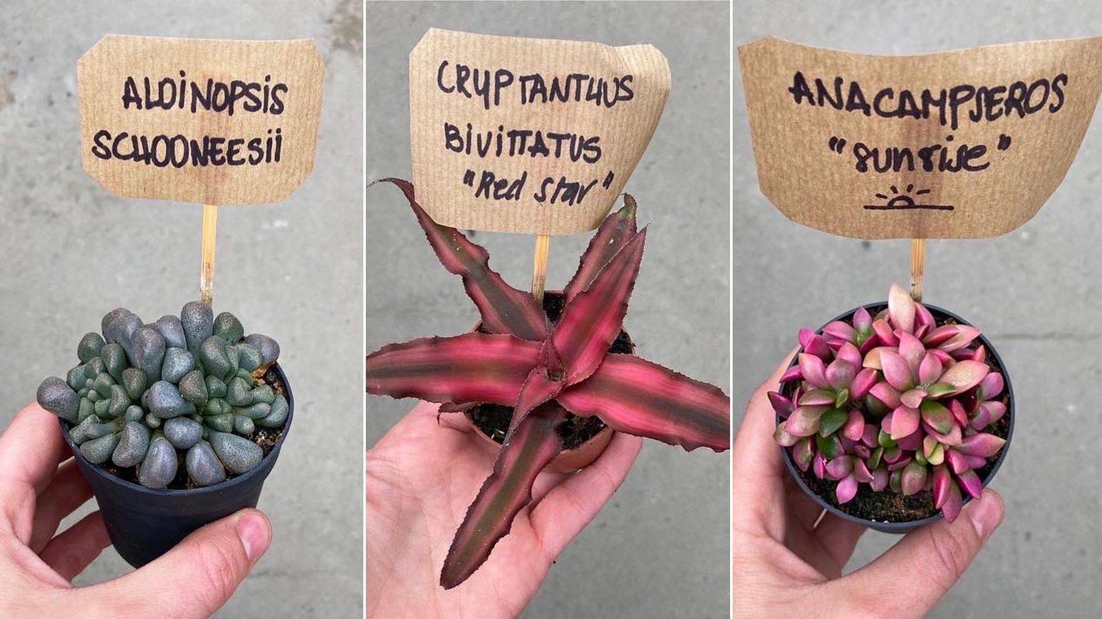 que es la nomenclatura botanica ejemplos