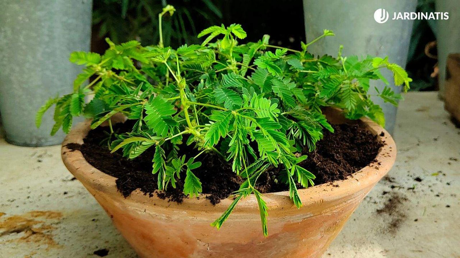 mimosa pudica mimosa dormilona  sensitiva