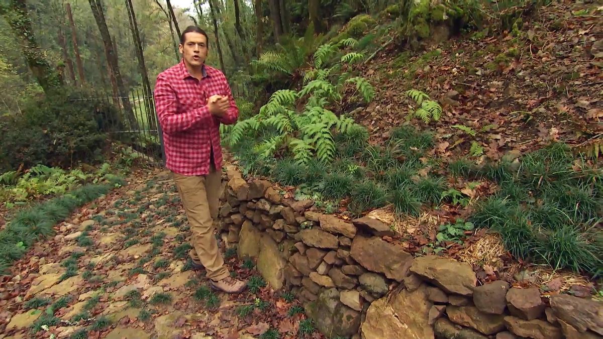 DEKO_JARDIN_596 plantas zonas boscosas sombrias muro