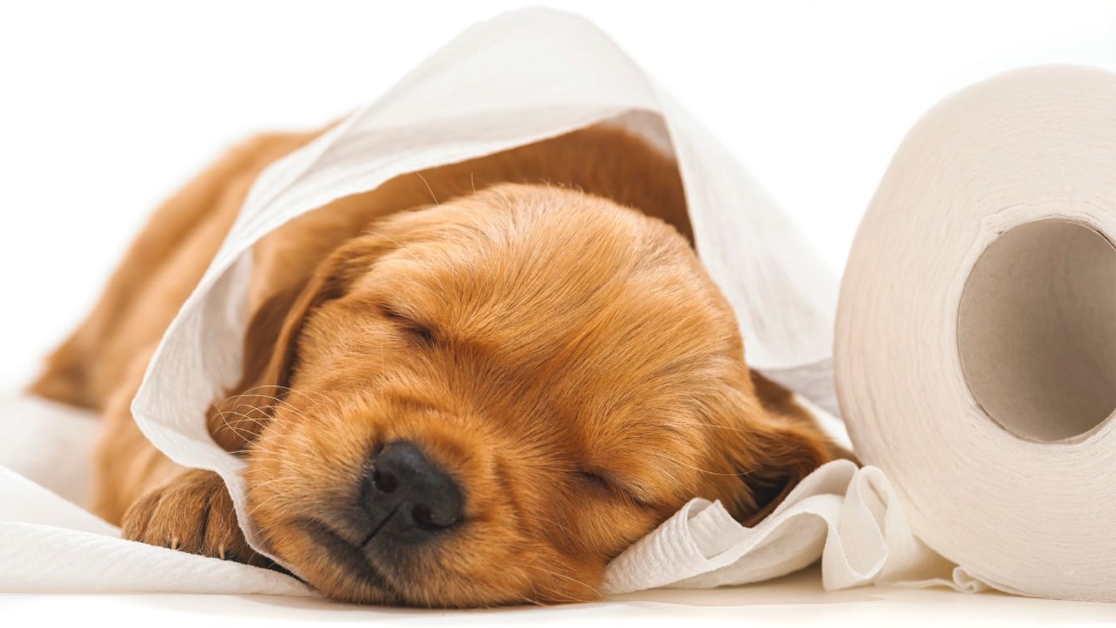 como cortar diarrea perros remedios caseros portada