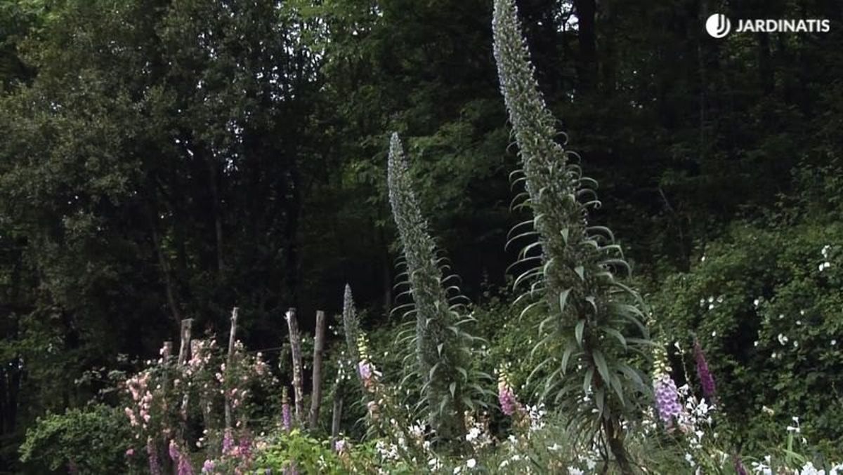 Puede alcanzar los 3 metros de altura