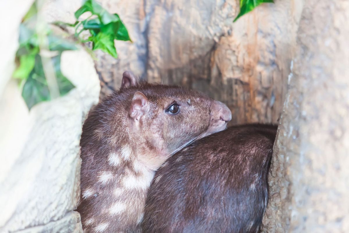 roedores mas extranos paca