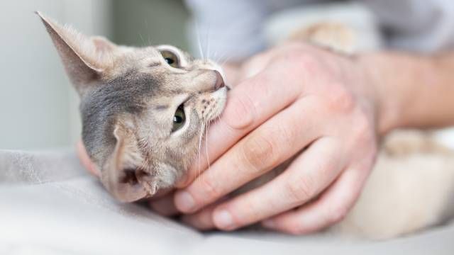calmar ansiedad gato en las visitas al veterinario