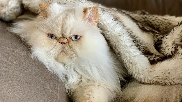 gato persa 3 sofa