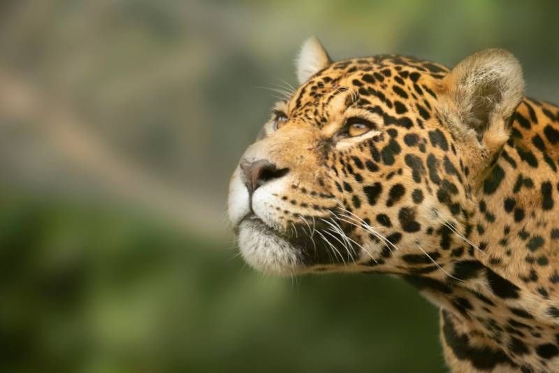 El jaguar no posee una temporada de reproducción fija.
