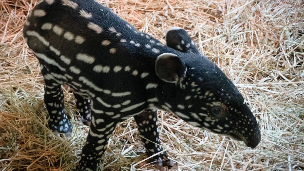 El equipo del Bioparc había intentado la reproducción de esta especie sin éxito.