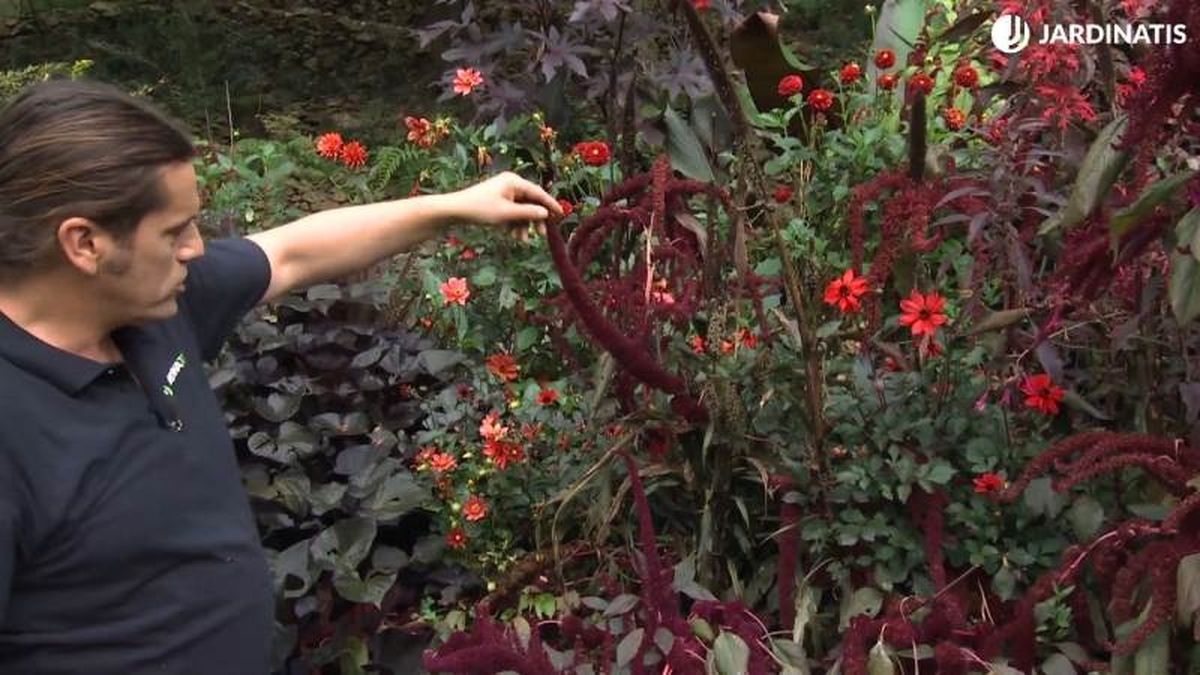 La floración de este amaranto comienza nada más empieza a crecer