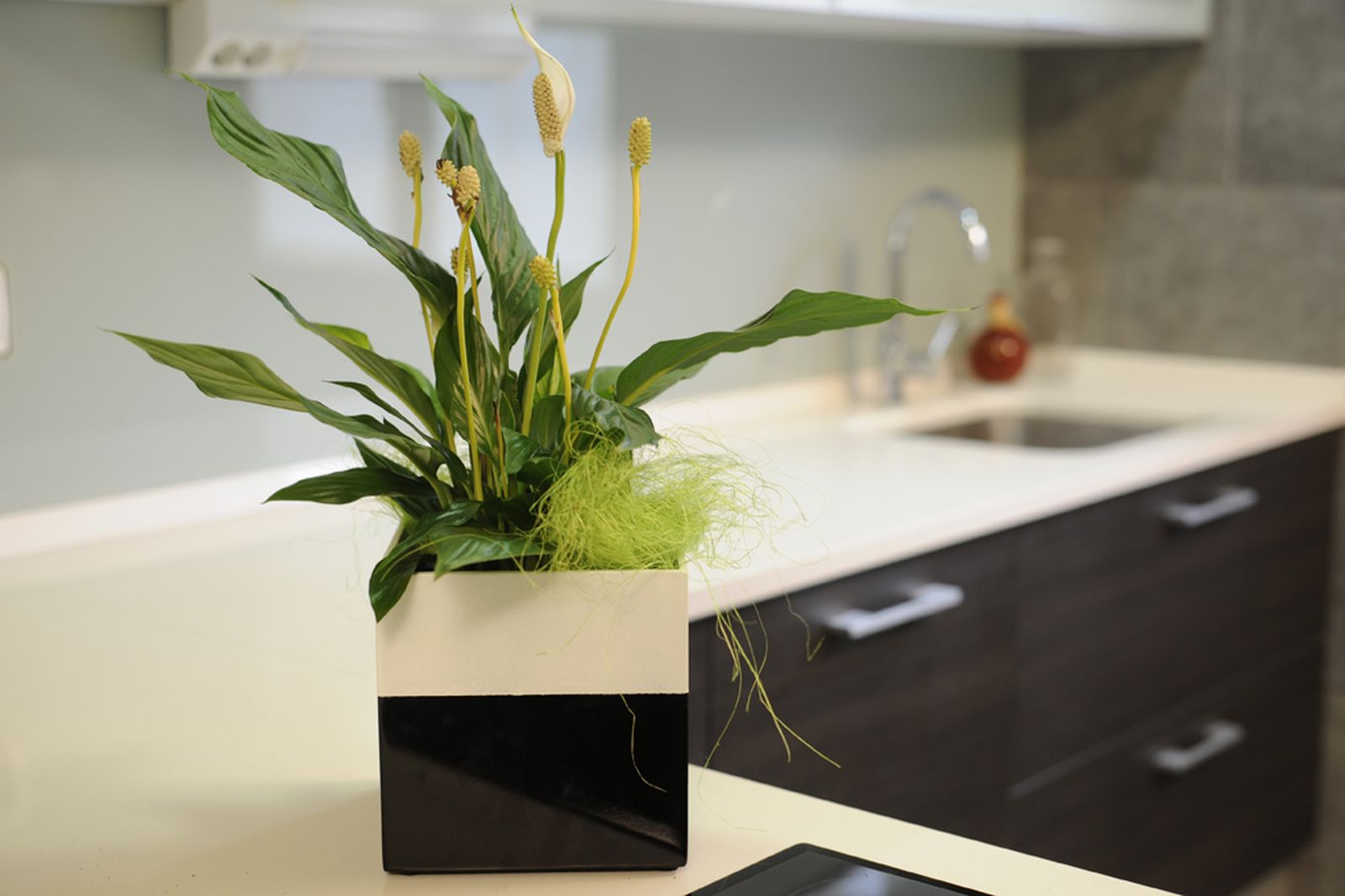 brico2 0656 reparar jarron dm xl