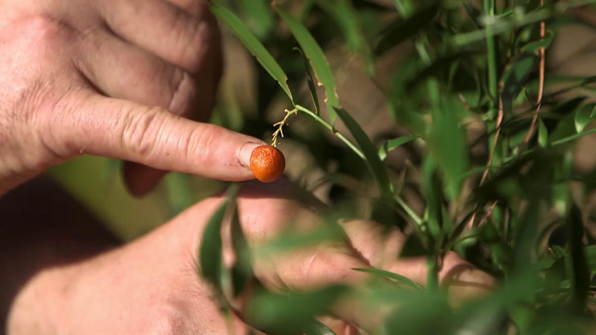975 jardineria rusco hypoglosum fruto