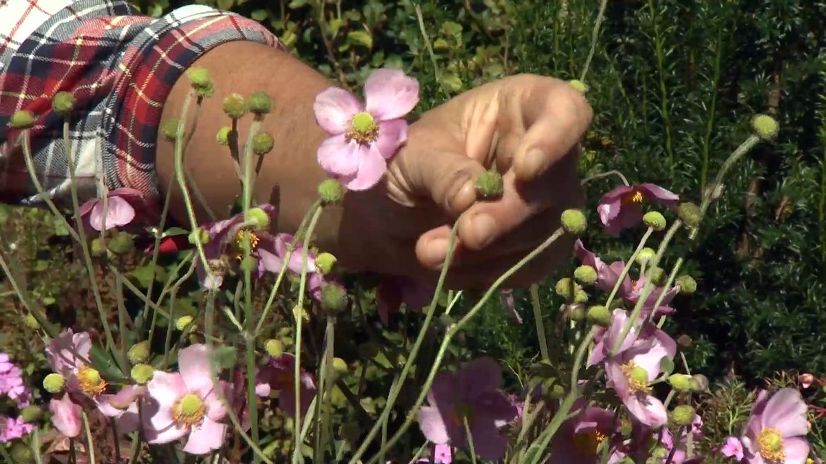 deko 0707 jardineria anemona japonica capsula