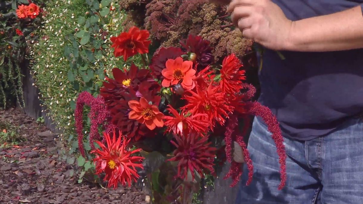 Decogarden 668 identificar dalias centro floral dalias