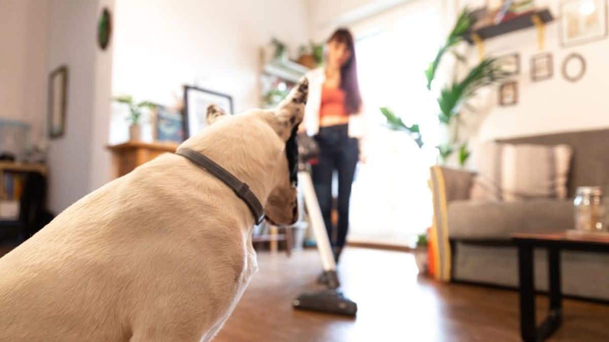 kit de limpieza para mascotas amazon 6