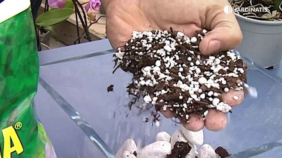 sustrato orquidea oncidium dama danzante deco 304 jardinatis