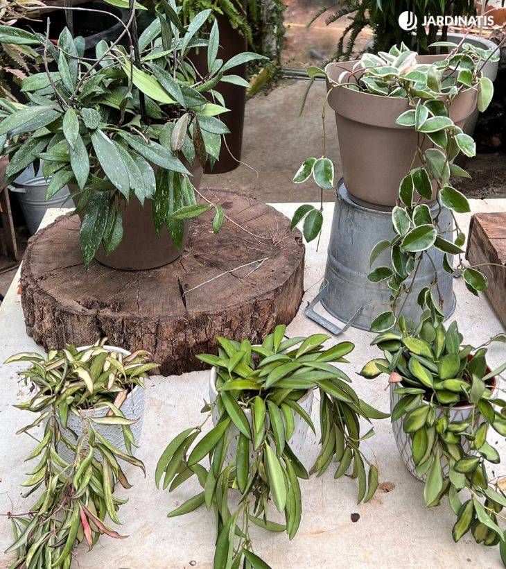 tipos de hoya jardinatis 53