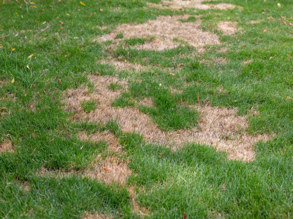 Un césped marrón puede deberse a la sequía y al estrés por temperatura.