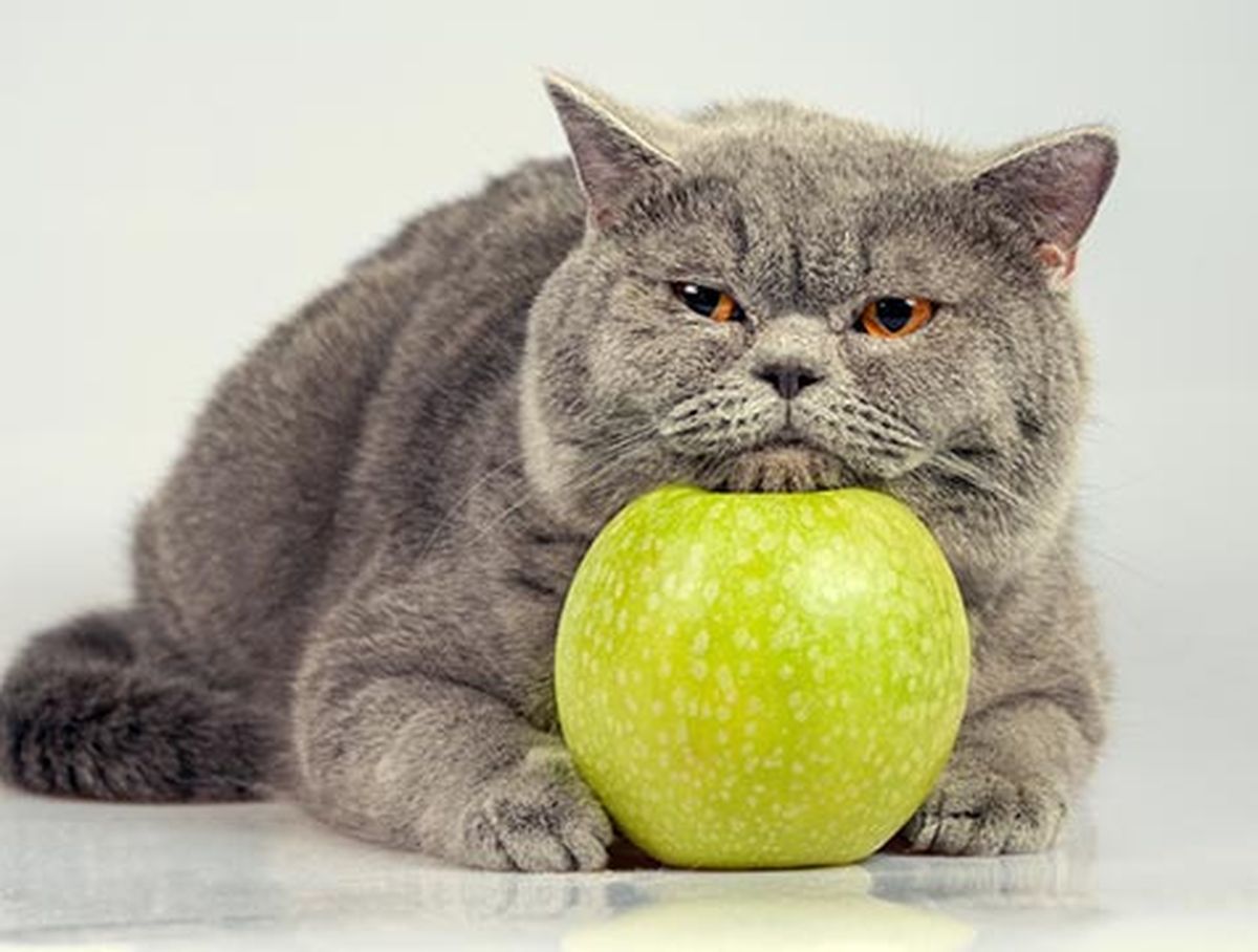 gato con manzana