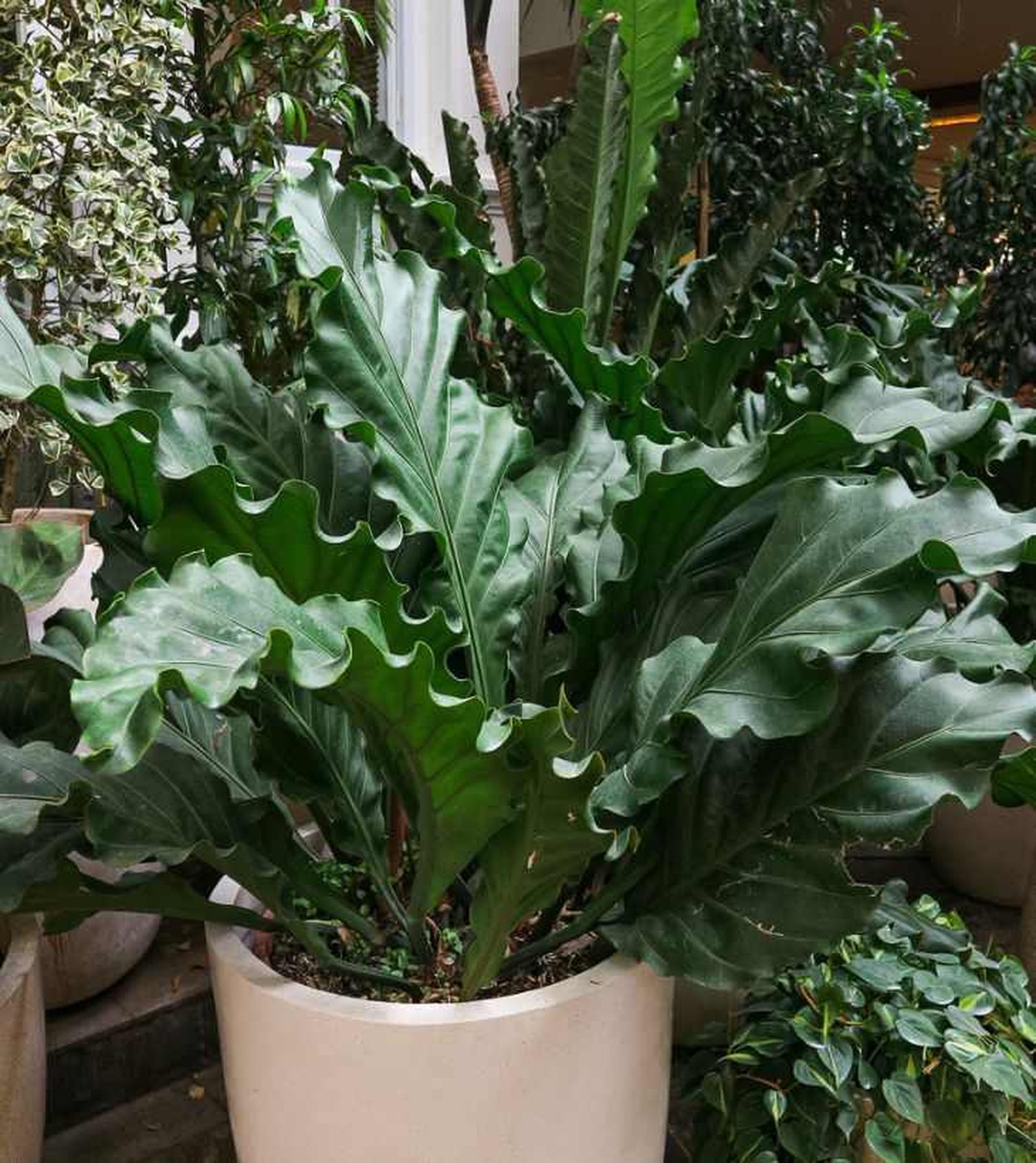 Anturio gigante en maceta