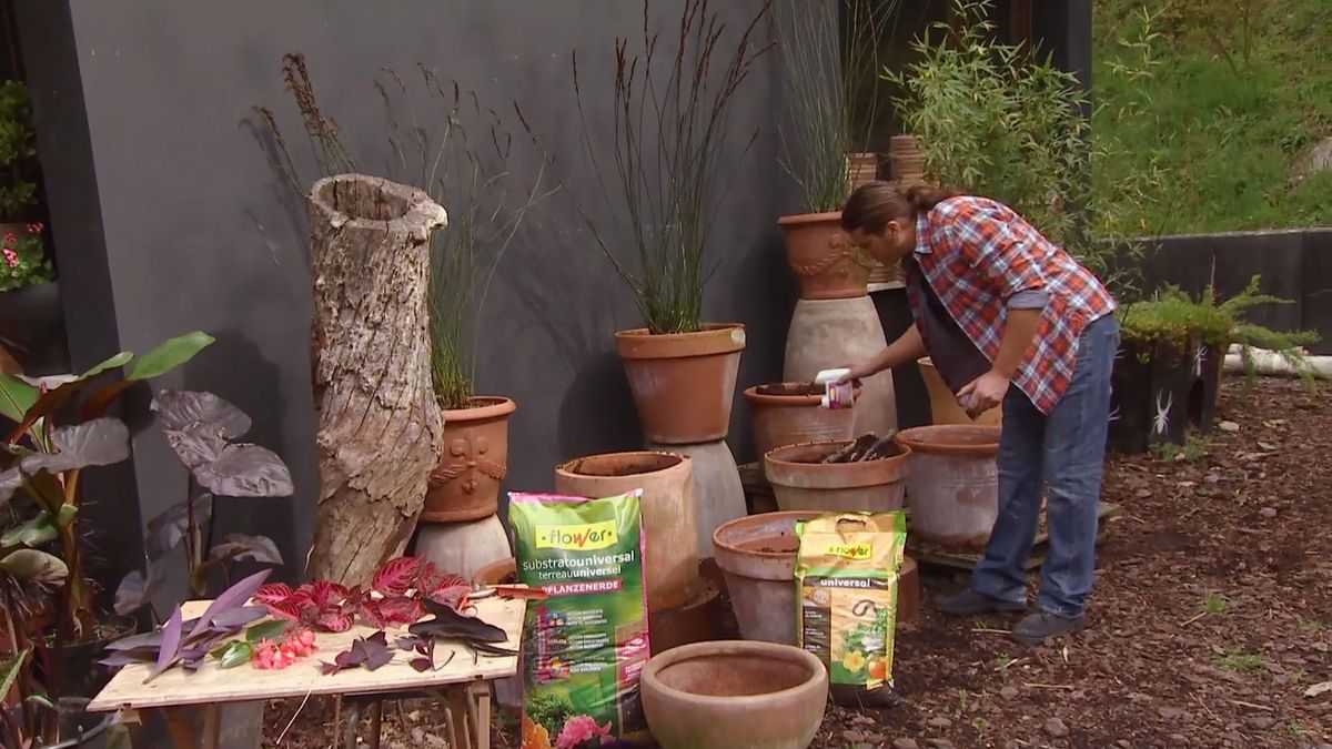 deco 0656 composicion fucsia iresine contenedores