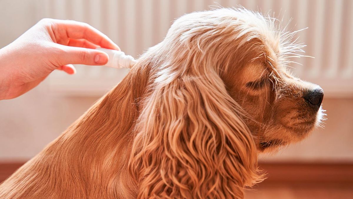 combatir parasitos externos 5