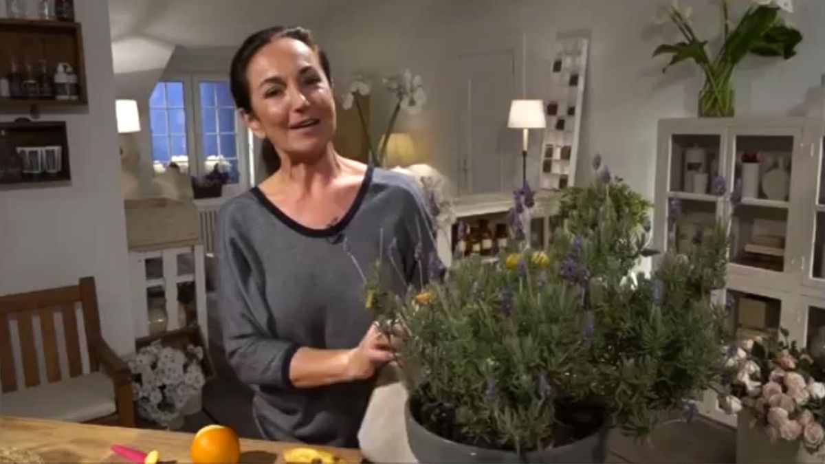 trucos caseros para mantenimiento de la lavanda xl