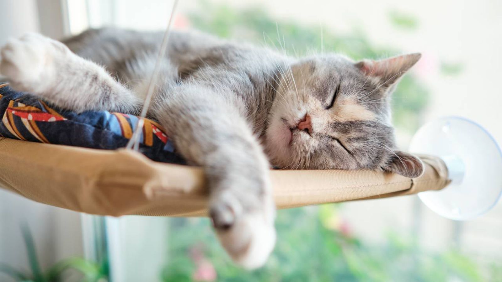 hamacas para gatos rincon de descanso